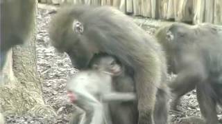 Roma, fiocco rosa al bioparco