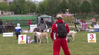 "Алабай 62" на монопородной выставке “Победитель Клуба”. Ветераны суки (старше 8 лет)