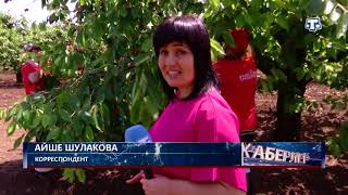 В Крыму в самом разгаре уборка черешни
