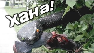 Самые страшные приколы! Гигантская Анаконда! НЕ НАШ ЮМОР #16
