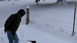 Chilly Dogs and a ball in about a foot of snow. Very Cute!