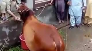 شاهد ماذا فعل العجل في الجزار