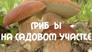 Грибы. Выращивание грибов на садовом участке