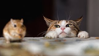 Самые невероятные друзья в животном мире.