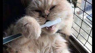 Дом это там где вас поймут поет рыжий кот