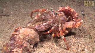 Incredible footage of hermit crab changing shells with anemones!