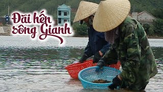 Theo chân nông dân đi đãi hến sông Gianh
