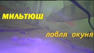 Рыбалка в Сибири #49. Рыбалка зимой на окуня на реке Мильтюш , 25 ноября 2017