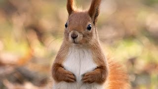 Белочки - релакс видео HD. Squirrel - relaxing video HD