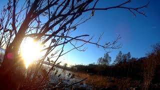 Охота на гуся 4.10.2018 (содержит мат)