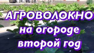 Стелем Агроволокно на Огороде. Второй год эксплуатации. Особенности полива.