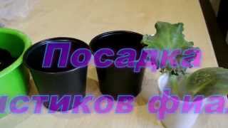 Посадка листиков фиалки Размножение фиалок