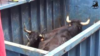 4-6-2016 VACAS Y TOROS EMBOLADOS TANO Y JUANJO