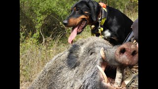 Κυνήγι αγριόχοιρου-Wild boar hunting-Big Game Dogs