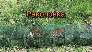 Раколовка в действии ! Ловля Раков !!! Раки в болоте !