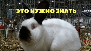Эталон калифорнийского кролика. Окрас чемпиона Германии