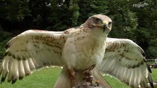 Besuch des berühmten Jagdfalkenhof Schillingsfürst (Regio TV Schwaben)