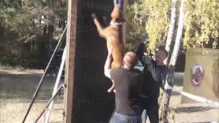 Силовые соревнования для собак "Wall Climbing" Киев 13.10.2018 (OZZY OZBORN GV)