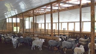 Условия содержания овец. Фермерское хозяйство "Капри"