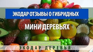 Экодар Гибридные Деревья