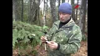 Охота на пушного зверя без оружия.