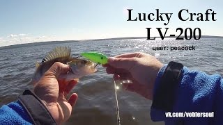 Ловля окня на ратлин LV 200 от Lucky Craft.