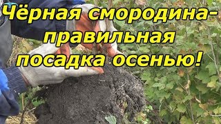 ЧЁРНАЯ СМОРОДИНА-ПРАВИЛЬНАЯ ПОСАДКА ОСЕНЬЮ!