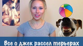 О породе джек рассел терьер отзывы. Дрессировка и воспитание собак джек рассел терьер.