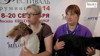 Тримминг фокстерьера и цвергшнауцера Фестиваль груминга 2014