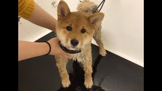 Shiba inu Moko's First Bath | 柴犬宝宝Moko第一次去洗澡，哭到心力交瘁，洗澡真不好玩