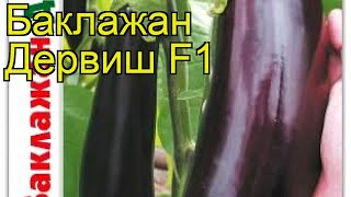 Баклажан Дервиш F1. Краткий обзор, описание характеристик solanum melongena Dervish F1
