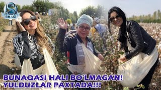 Bunaqasi hali bo'lmagan: Yulduzlar paxtada!!!