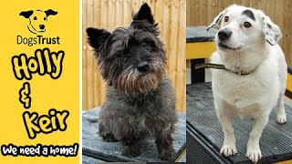 These two terriers would love a home to share | Dogs Trust Darlington