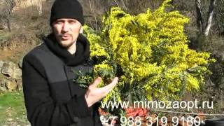 Мимоза оптом. Тюльпаны. Цветы из Абхазии. Купить мимозу оптом Москва