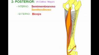 MIOLOGIA DE MIEMBRO INFERIOR 6