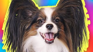 ТРЕЙЛЕР канала Сериалити от ЮКИ / Приключения папильона и его друзей!!!