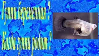 Гуппи беременная ? Когда гуппи родит ?