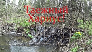 Хариус в таежной речушке. Маленькая речка в тайге. Таежная река. Сибирский хариус.