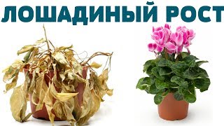 БЕСПЛАТНАЯ ПОДКОРМКА для БЕШЕНОГО РОСТА комнатных растений