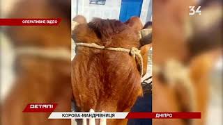 В Днепре по Богдана Хмельницкого гуляла корова Мадонна