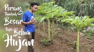 PORANG SUDAH TUMBUH BESAR padahal BELUM HUJAN