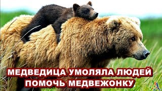 МЕДВЕДИЦА РЕВЕЛА И МЕТАЛАСЬ – умоляя людей помочь МЕДВЕЖОНКУ