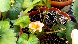 Выращивание дома ремонтантная клубника земляника strawberry на окне 31.03.18. Розовый цветок.