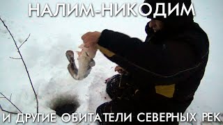 НАЛИМ НИКОДИМ И ДРУГИЕ ОБИТАТЕЛИ СЕВЕРНЫХ РЕК