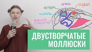 Двустворчатые моллюски