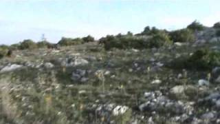 Segugio Italiano Ξεφώλιασμα