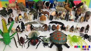 Coleccion de Animales del Mundo para niños - Sabana, Granja, Selva, Montaña, Insectos y mucho mas