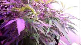 DIY LED Lighting Indoor Growing