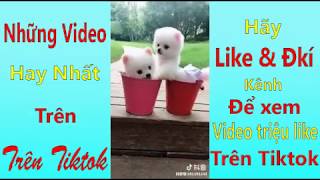 Thú Cưng Tik Tok lầy hơn cả người part 1