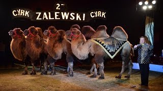Cyrk Zalewski w Wągrowcu
